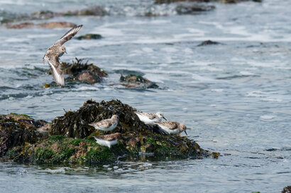 Bécasseau sanderling - Calidris alba - Sanderling (10) copie.jpg