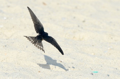 Hirondelle rustique - Hirundo rustica - Barn Swallow (1).JPG