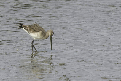 Barge rousse - Limosa lapponica - Bar-tailed Godwit (5).jpg