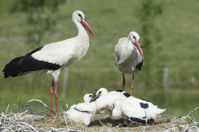 Cigogne blanche - Ciconia ciconia - White Stork (13).jpg