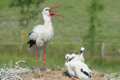 Cigogne blanche - Ciconia ciconia - White Stork (9).jpg