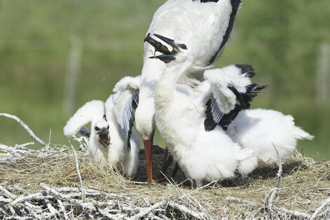 Cigogne blanche - Ciconia ciconia - White Stork (17).jpg