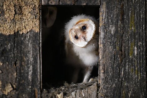 Effraie des clochers - Tyto alba - Western Barn Owl (1).jpg