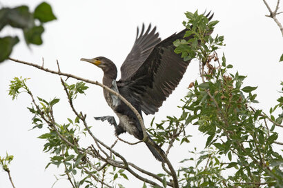 Grand Cormoran - Phalacrocorax carbo - Great Cormorant (1).jpg