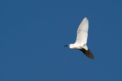 Grande Aigrette - Ardea alba - Great Egret (6).jpg