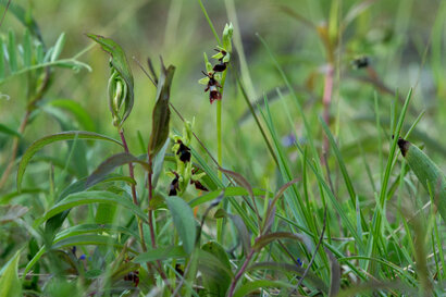 Ophrys mouche - Ophrys insectifera (1).jpg