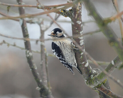 Pic épeichette - Dryobates minor - Lesser Spotted Woodpecker.jpg