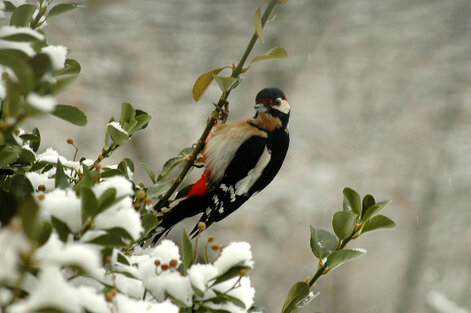 Pic épeiche -Dendrocopos major - Great Spotted Woodpecker.jpg