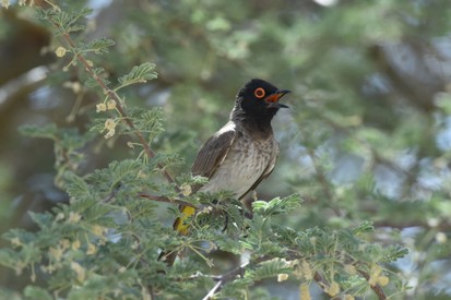 Bulbul brunoir - Pycnonotus nigricans - African Red-eyed Bulbul (3).JPG