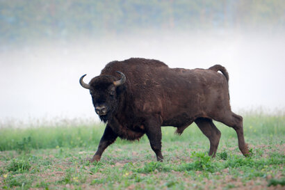 Bison d’Europe - Bison bonasus Linnaeus (2).jpg