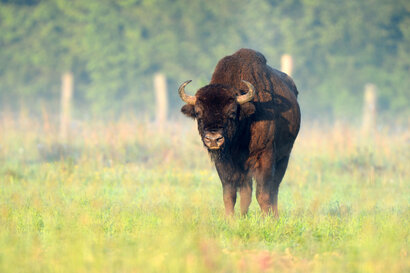 Bison d’Europe - Bison bonasus Linnaeus (84).jpg