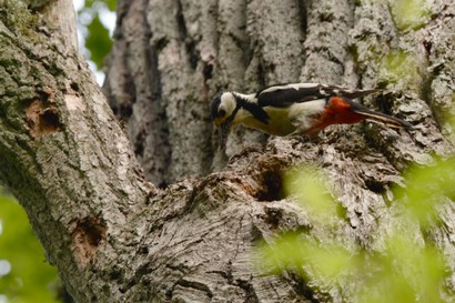 Pic épeiche-Dendrocopos major - Great Spotted Woodpecker (149).JPG