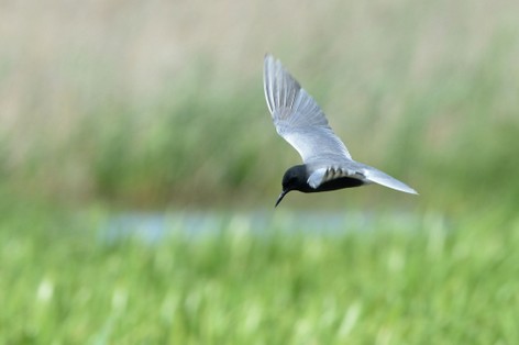 Guifette noire-Chlidonias niger - Black Tern (31).JPG