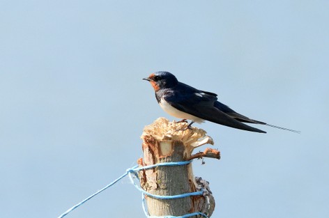 Hirondelle rustique-Hirundo rustica - Barn Swallow (77).JPG