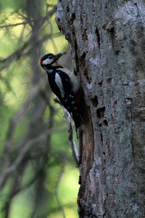 Pic épeiche-Dendrocopos major - Great Spotted Woodpecker (342).JPG