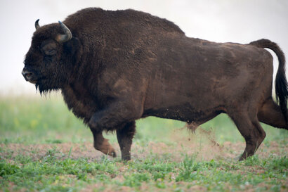 Bison d’Europe - Bison bonasus Linnaeus (29).jpg