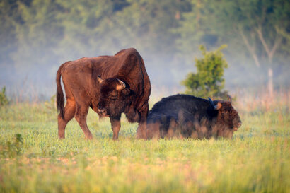 Bison d’Europe - Bison bonasus Linnaeus (77).jpg