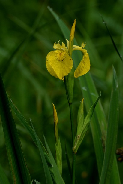 Iris des marais-Iris pseudacorus (1).JPG