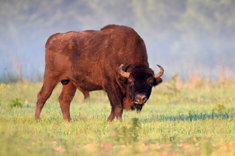 Bison d’Europe - Bison bonasus Linnaeus (68).jpg