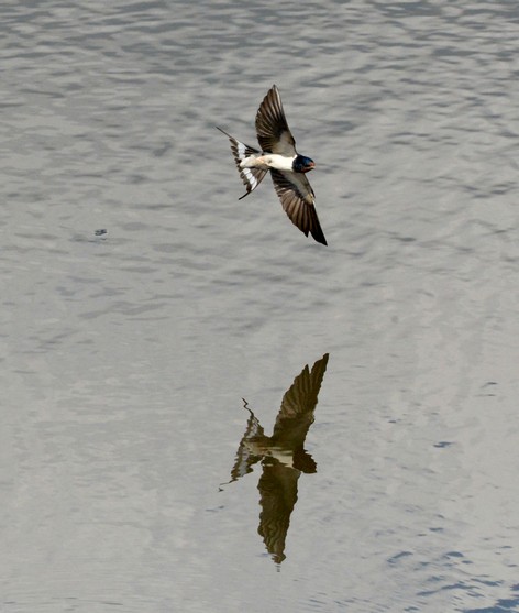Hirondelle rustique-Hirundo rustica - Barn Swallow (27).JPG