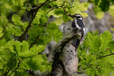 Pic épeiche-Dendrocopos major - Great Spotted Woodpecker (223).JPG