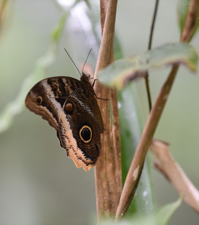Papillon chouette –  Caligo brasiliensis sulanus - Owl butterfly (4).jpg