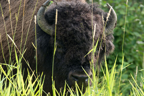 Bison des bois - Bison bison athabascae.jpg