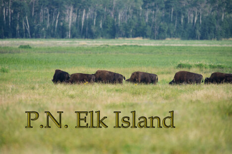 Bison des plaines  - Bison bison bison entrée(16).jpg