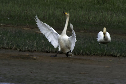 Cygne chanteur - Cygnus cygnus - Whooper Swan.jpg
