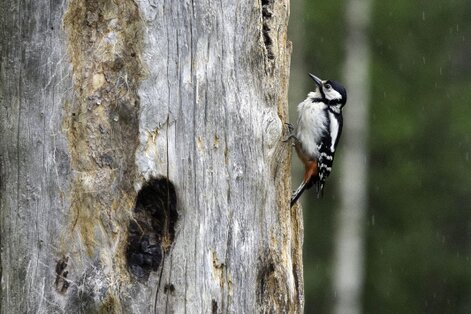 Pic épeiche - Dendrocopos major - Great Spotted Woodpecker (3).jpg