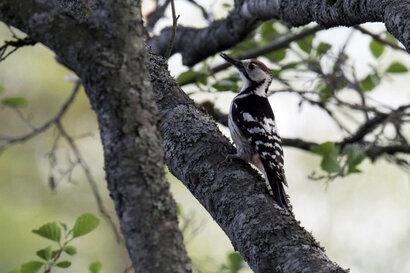 Pic à dos blanc - Dendrocopos leucotos - White-backed Woodpecker.jpg