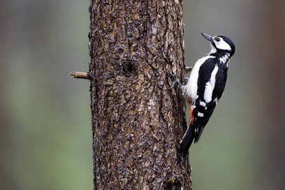Pic épeiche - Dendrocopos major - Great Spotted Woodpecker (5).jpg