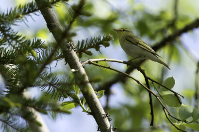 Pouillot fitis - Phylloscopus trochilus - Willow Warbler (2).jpg