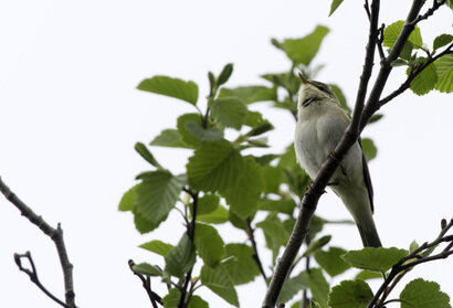 Pouillot fitis - Phylloscopus trochilus - Willow Warbler (4).jpg