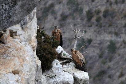 Vautour fauve - Gyps fulvus - Griffon Vulture (1).jpg