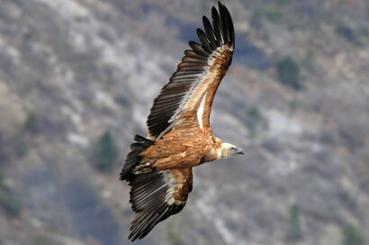 Vautour fauve - Gyps fulvus - Griffon Vulture (9).jpg