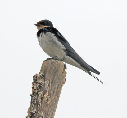 Hirondelle rustique-Hirundo rustica-Barn Swallow  (2) copie.jpg