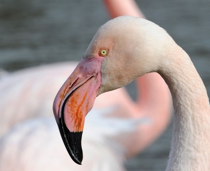 Flamant rose - Phoenicopterus roseus - Greater Flamingo (2).jpg