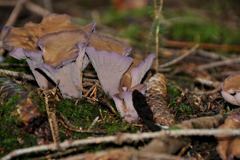 Chanterelle violette - Gomphus clavatus.jpg