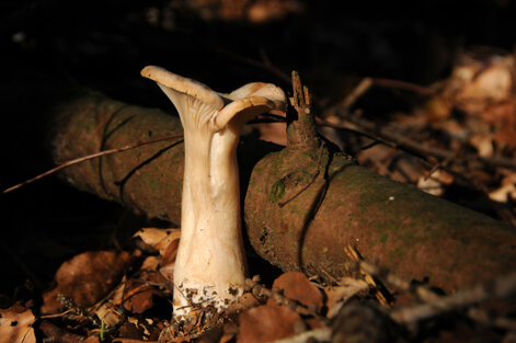 Clitocybe géotrope - Tête de moine - Infundibulicybe geotropa.jpg