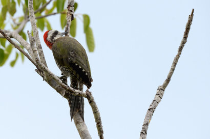 Pic poignardé-Xiphidiopicus percussus-Cuban Green Woodpecker (2).jpg