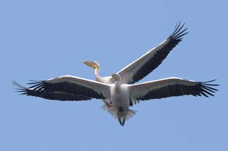 EGY_9250 Pélican blanc - Pelecanus onocrotalus - Great White Pelican.jpg
