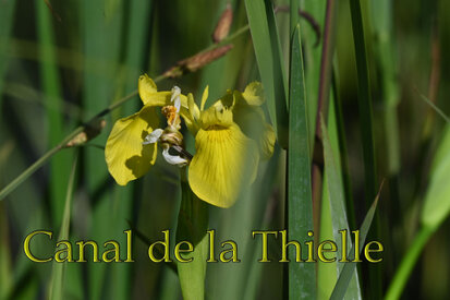 Iris des marais-jaune-Iris pseudacorus entére (16).jpg