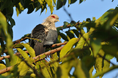 Founingo des Comores - Alectroenas sganzini - Comoros Blue Pigeon (2).jpg
