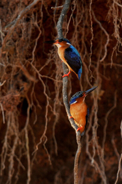 Martin-pêcheur vintsi - Corythornis vintsioides - Malagasy Kingfisher (15).jpg