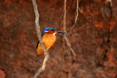 Martin-pêcheur vintsi - Corythornis vintsioides - Malagasy Kingfisher (18).jpg