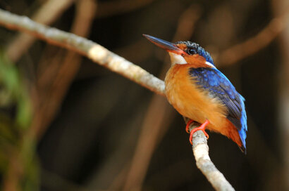 Martin-pêcheur vintsi - Corythornis vintsioides - Malagasy Kingfisher (24).jpg