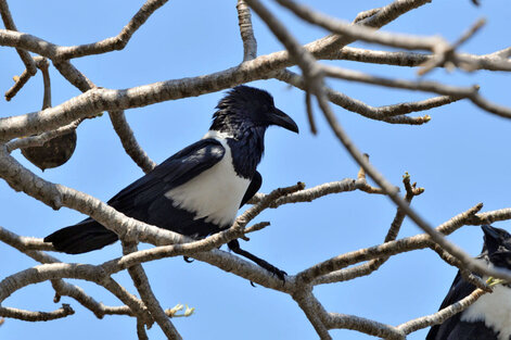 Corbeau pie - Corvus albus - Pied Crow (11).jpg