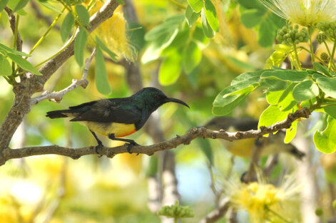 Souimanga de Mayotte - Cinnyris coquerellii - Mayotte Sunbird (30).jpg