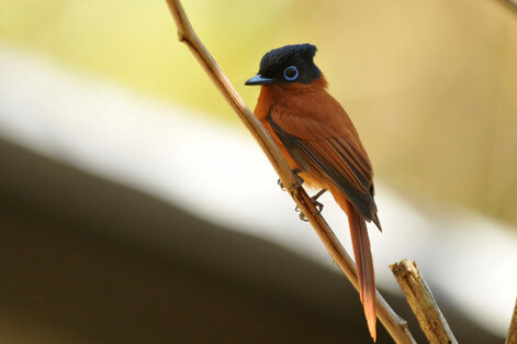 Tchitrec malgache - Terpsiphone mutata - Malagasy Paradise Flycatcher (28).jpg